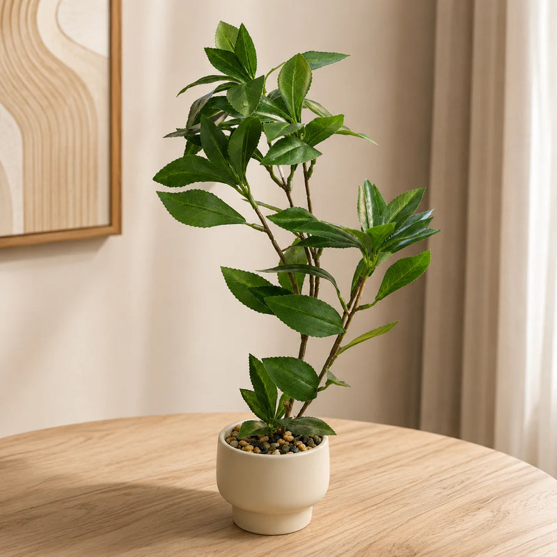 Evergreen Plant