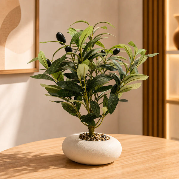 Olive Grove Bonsai