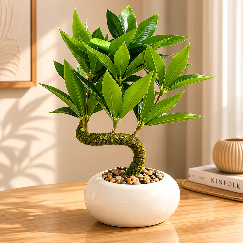 Bonsai Tree